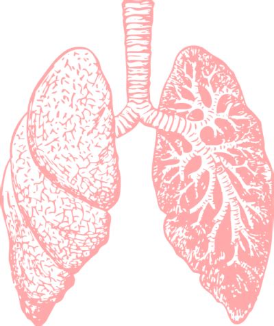 Lungs Pic PNG Transparent Background 180x180px Filesize 38398kb