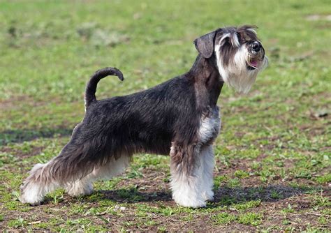 A term used to describe something that is so ordinary and expected to be like that, no one should expect otherwise. Best Standard Schnauzer Dog Food - Spot and Tango