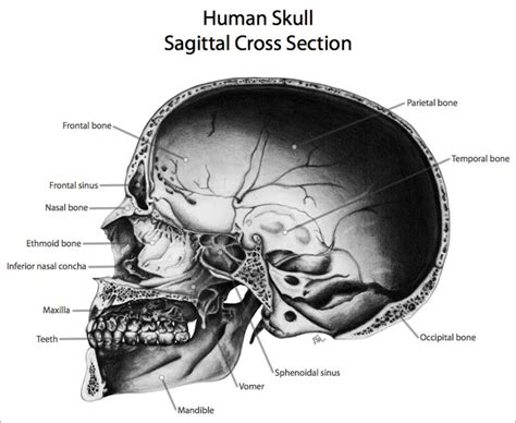 Sagittal Section Of Skull By Wickedangel920 On Deviantart