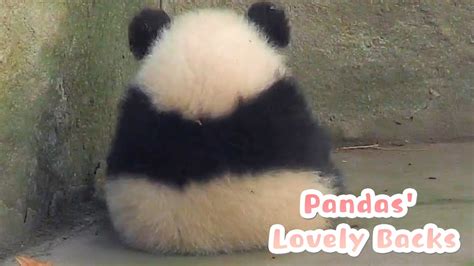 Pandas Cute Backs Melt Your Heart Ipanda Youtube