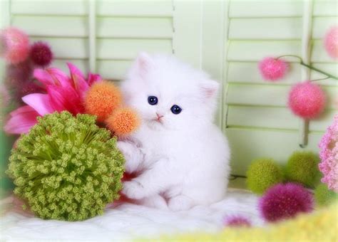 Search through thousands of adverts for kittens & cats for sale in the uk, from pets4homes, the uks most popular free pet classifieds. Cashmere White Teacup Persian Kitten for saleDesigner ...