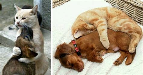 10 Adorable Friendships Between Cats And Dogs