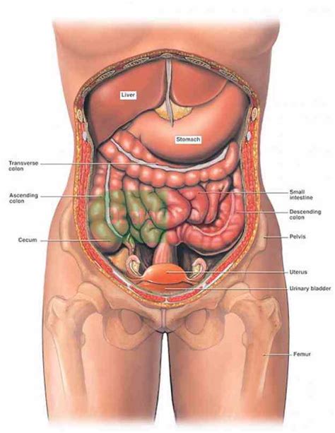 We'll identify as many organs as we can. Anatomy Of The Abdominal Area | MedicineBTG.com