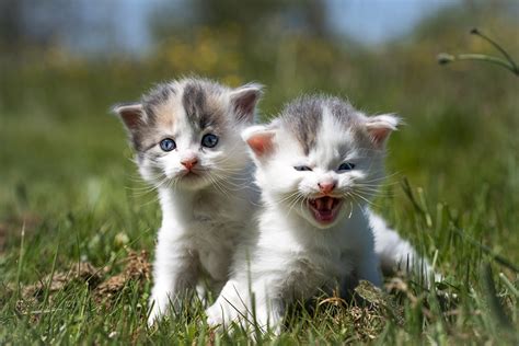 Bilder Von Kätzchen Katze Süße Zwei Gras Ein Tier