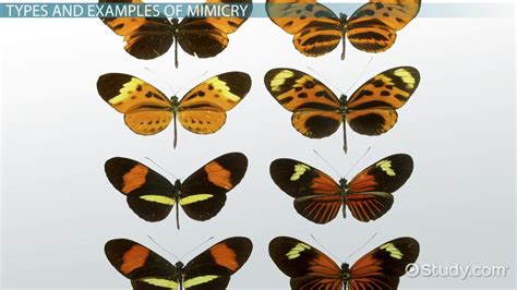 Mimicry In Animals Definition And Examples Video And Lesson Transcript