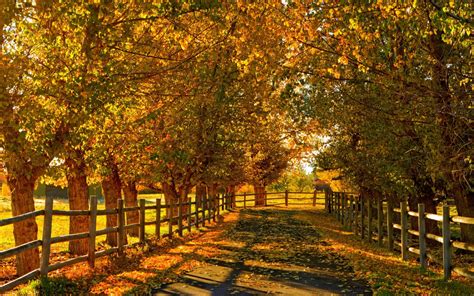 Fall Full Hd Wallpaper And Background Image 2560x1600
