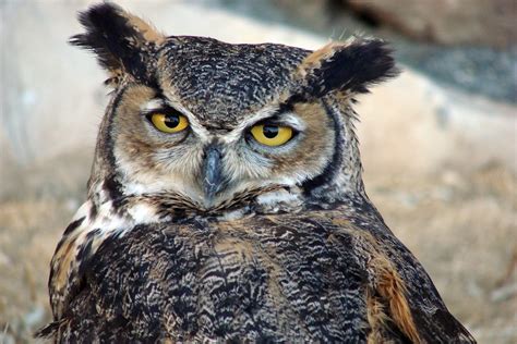 27 Powerful Owl Images Angelinajoliecoolsagt