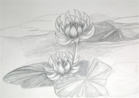 Gambar 15 Gambar Sketsa Bunga Pensil Mudah Dibuat Teratai Menggunakan