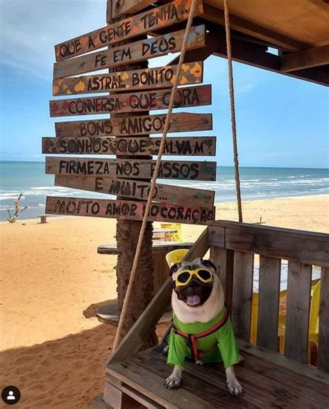 15 Funny Pug Pictures That Will Make You Laugh Page 2 Of 5 The