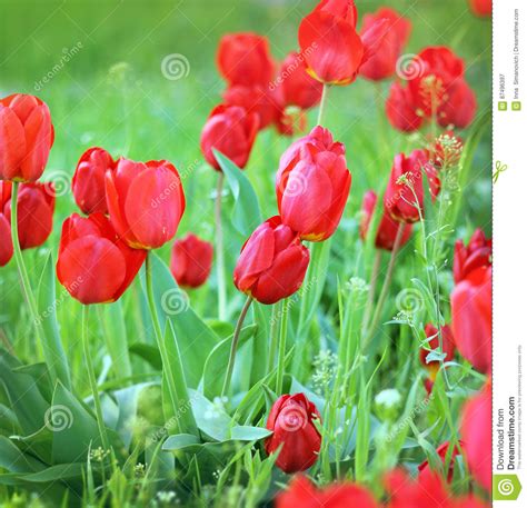 Red Tulips Flowers In Green Grass Closeup Stock Image Image Of Close