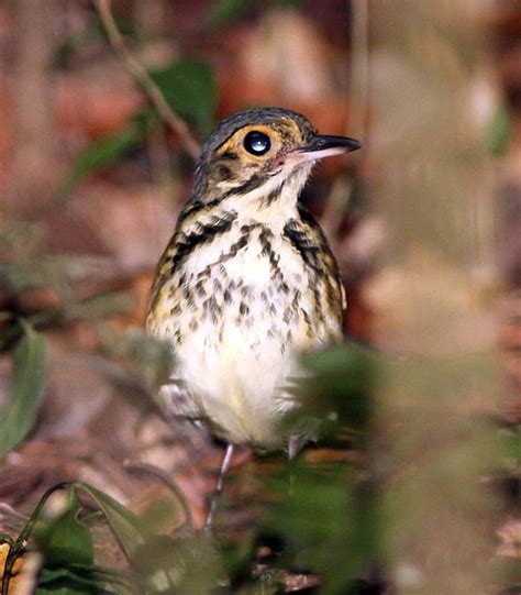 A Cooperative Spotted Antpitta Surprise Makes Up For Bad Photos Of Rare