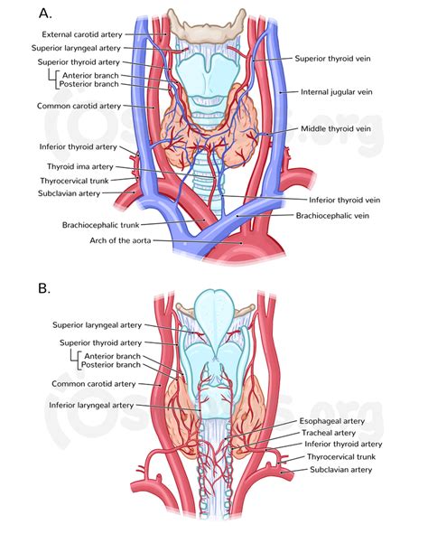 Anatomy Of The Thyroid And Parathyroid Glands Osmosis