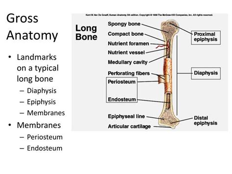 Interior Of Long Bone Anatomy
