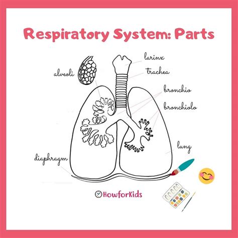 Respiratory System Parts And Functions For Kids Howforkids