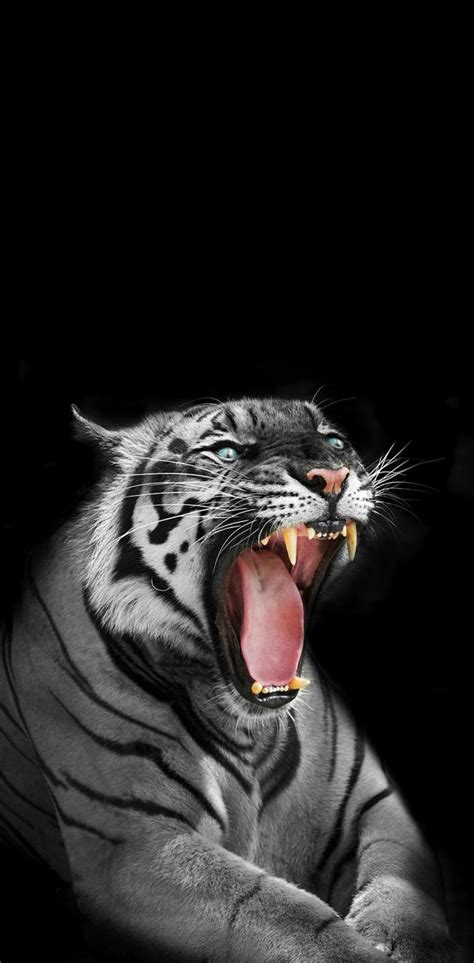 Angry White Tiger Wallpapers Top Free Angry White Tiger Backgrounds