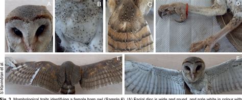 Figure 2 From Sex Identification Comparison Of Barn Owls Tyto Alba Javanica Using