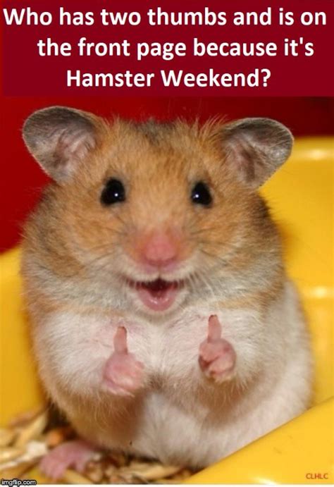 Hamster Weekend July 6 8 A Bachmemeguy2 1forpeace And Shenhiroku