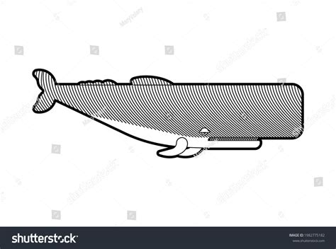 Sperm Whale Engraving Cachalot Etching Vector Stock Vector Royalty