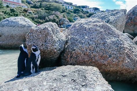 Boulders Beach Guide Visiting The Penguin Beach In Cape Town South