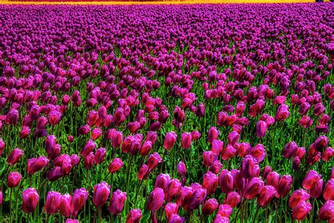 Field Of Purple Tulips Photograph By Garry Gay Pixels