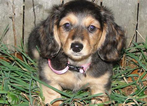 Cute barking dachshund dog puppies. Review Dachshund Rescue Iowa | petswithlove.us