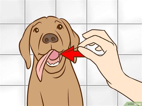 Como Identificar E Tratar Mucocele Salivar Em Cachorros Wiki Saúde