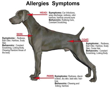 3 dog food allergy symptoms you should know, according to vets. kaşıntı - baytarizm