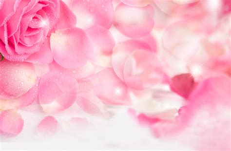 Pink Rose Petals Background Cosmetic Creative Pink Petals Cosmetic