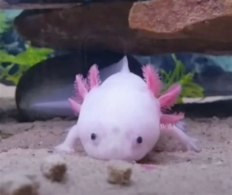 How Many Pellets To Feed Axolotl