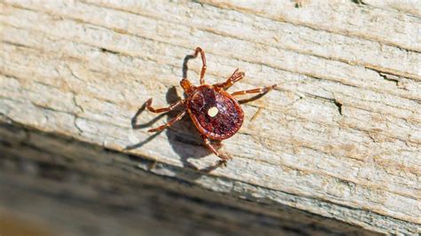 Warning Ticks With Heartland Virus Reportedly Found In Kentucky