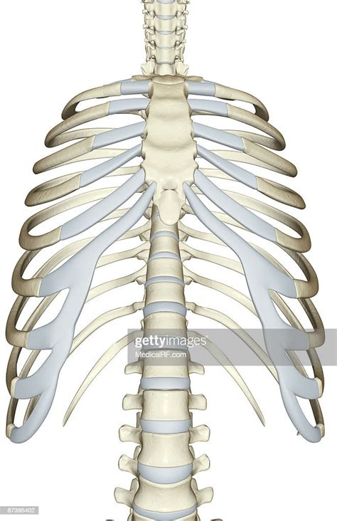 The Thorax High Res Vector Graphic Getty Images