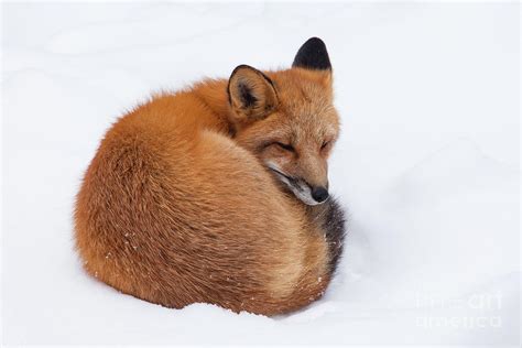 Young Red Fox Genus Vulpes Napping Curled Photograph By Stephan Pietzko