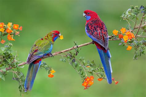 Parrots Berry Two Branches Hd Wallpaper Rare Gallery