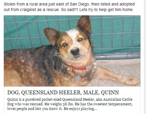 It is not against policy to post pets for adoption. Craigslist San Diego Pets Lost And Found