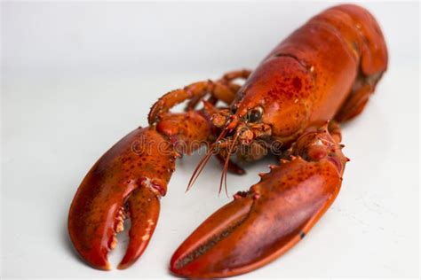 Cooked Lobster Up Close Stock Image Image Of Colors 17623383