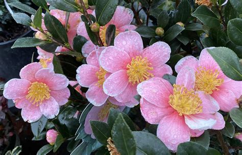 How To Choose And Grow Camellias The Queen Of Winter Flowers In Oregon