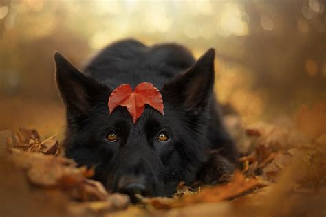 Black German Shepherd With A Leaf On His Head