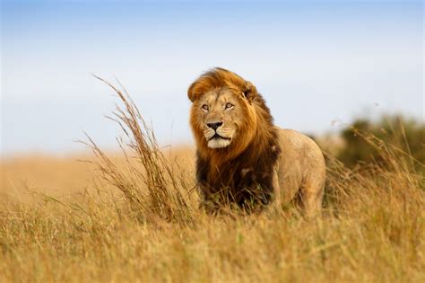 Lion Weight Facts How Much Does A Lion Weigh Discovery Uk
