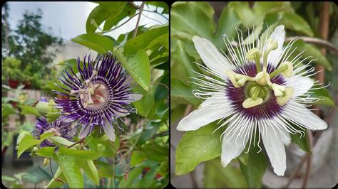 Passion Flower Grow And Care Tips 06082020 Youtube