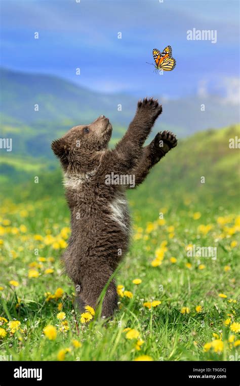 Brown Bear Cub Playing On The Summer Mountain With Butterfly Ursus