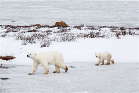What Do Polar Bears Eat Sadly Its Not Pancakes