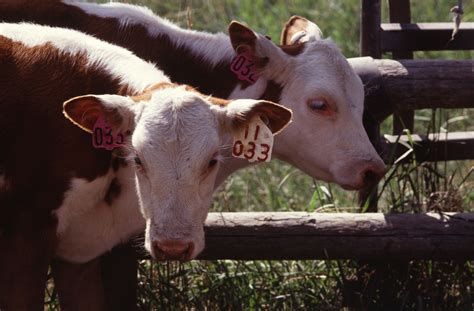 Cattle Free Stock Photo Public Domain Pictures