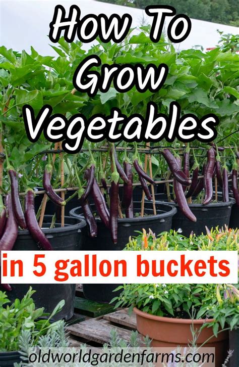How To Grow In 5 Gallon Buckets A Simple Way To Garden Anywhere