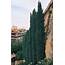 Italian Cypress  Buy Online With PlantsbyMailcom