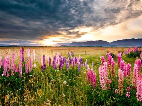 Sunset Scenery Lupine Flowers Meadow Field Mountains Dark Clouds Hd