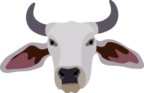Premium Vector Zebu Bull Brahman Cattle Vector Illustration White