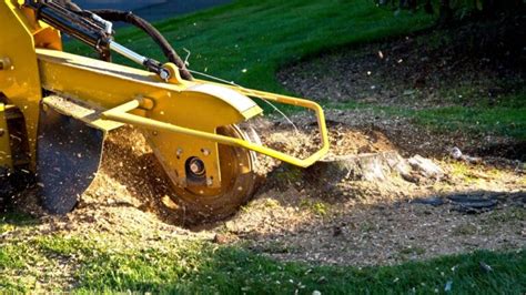 6 Tree Removal Equipment That Pros Use To Make The Job Safe