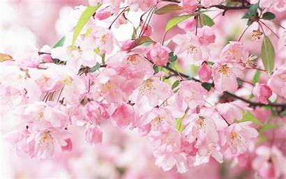 Sakura Spring Flowers Flower Pink Wallpapers Wallpup