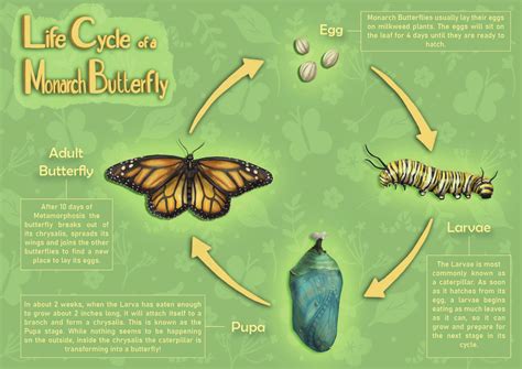 The Life Cycle Of A Monarch Butterfly
