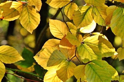 American Beech Care Growing Guide And Facts I Theplantsfact
